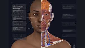 Complete Anatomy v11.7.1 Crack + License Key Free Download